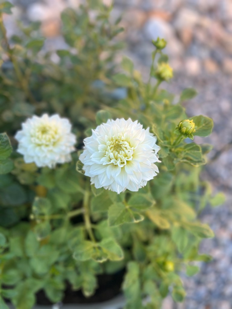 A close-up of a white dahlia flower with layered petals, surrounded by green foliage and budding flowers.