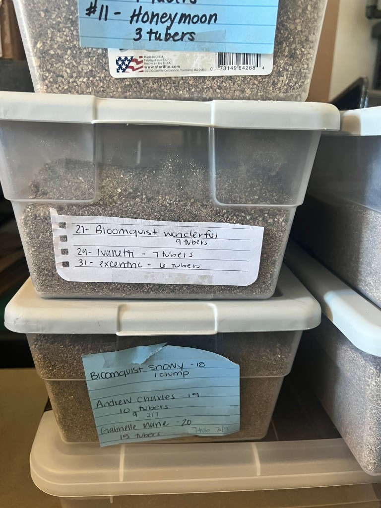 Containers with labels indicating various types of tubers, including details about quantity and variety names such as 'Bloomquist wonderful' and 'Andrew Charles.'