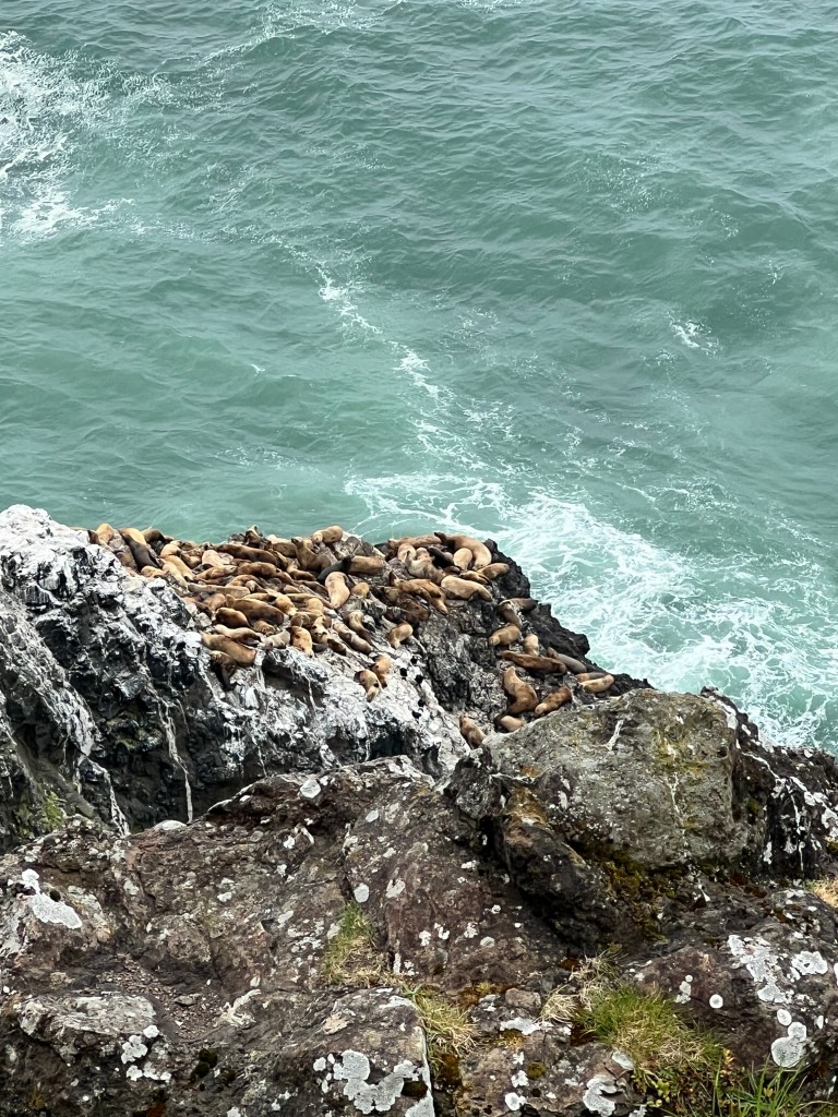 Seals resting on rocky shoreline with ocean waves in the background.