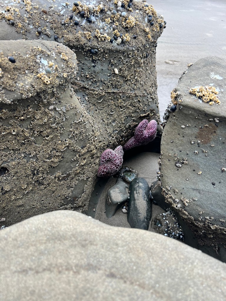 A close-up view of rocky tide pools with various textures and marine life, including purple starfish and barnacles on the rocks.
